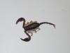 Euscorpius tergestinus